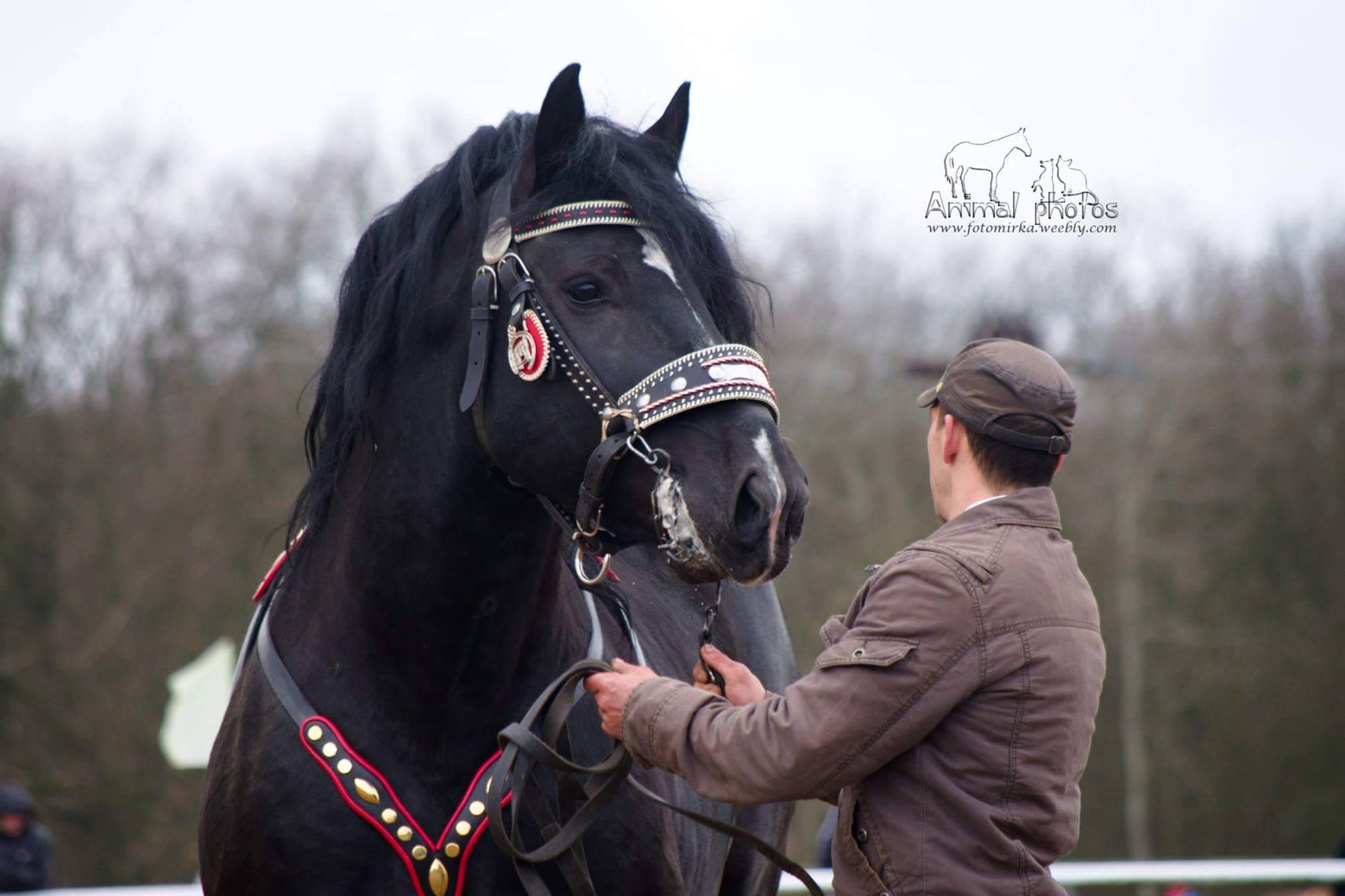 Noriker Stallion @Foto-Mirka